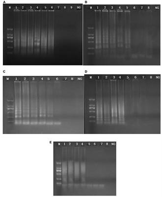 Pathogenic and Virulence Factor Detection on Viable but Non-culturable Methicillin-Resistant Staphylococcus aureus